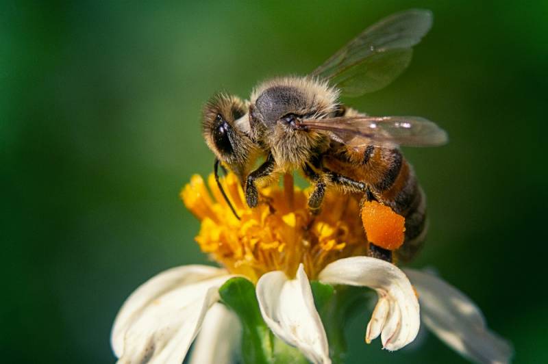 Zdjęcie: Pszczelarstwo w rozwoju obszarów wiejskich
